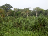 PN Lobéké, Camerún